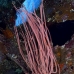 whip_sea_lw_tam_v_0201_bal3798.jpg